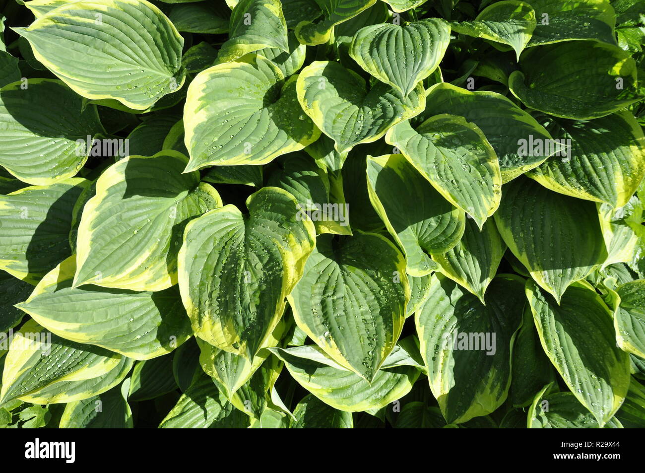 Grüne und gelbe Laub eines Hosta Lily Stockfoto Grüne und gelbe Laub eines Hosta Lily Stockfoto