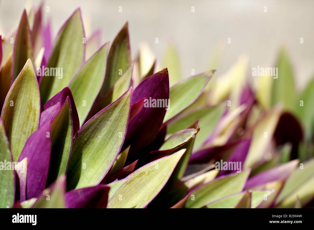 Die lila Laub auf einem Rhoea spathacea Anlage Stockfoto