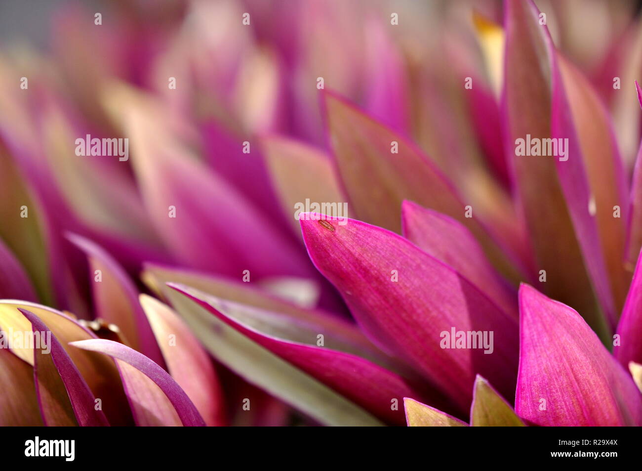 Die lila Laub auf einem Rhoea spathacea Anlage Stockfoto