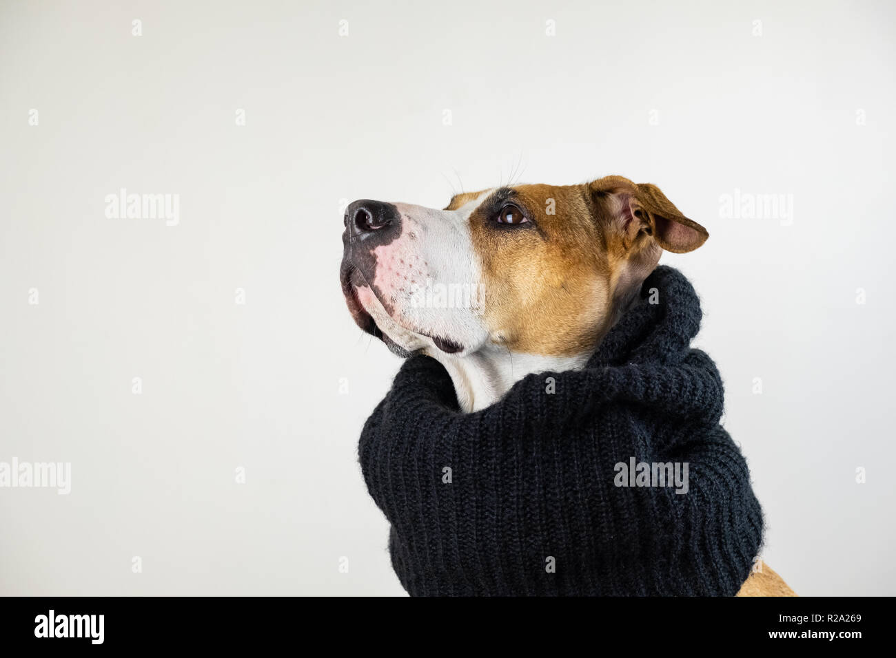 Hund in warme Kleidung Konzept. Cute pitbull Welpen in schwarz Schal im Studio Hintergrund, mit Kopie Raum Stockfoto