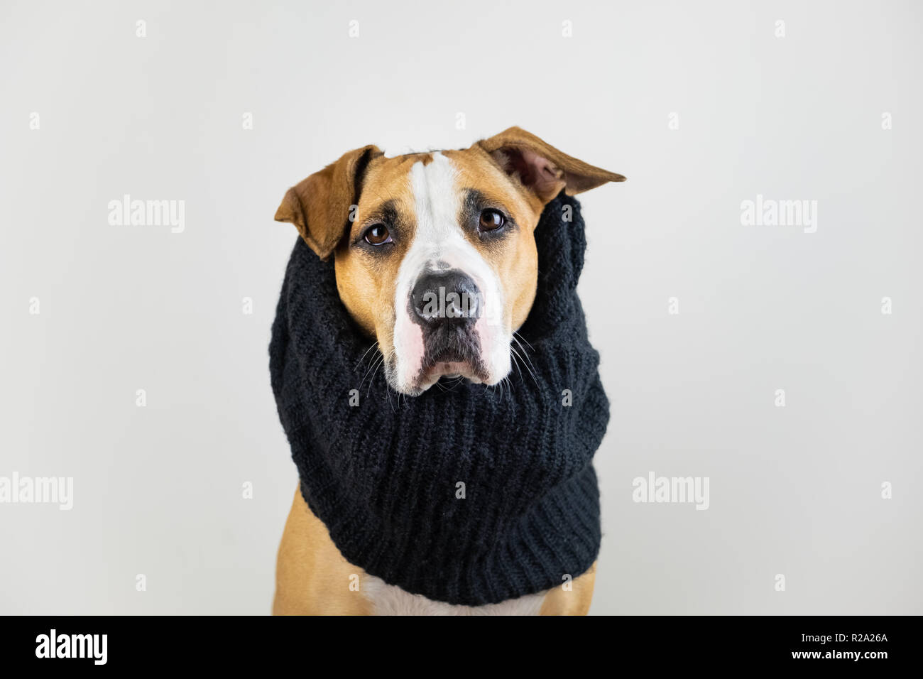 Hund in warme Kleidung Konzept. Cute pitbull Welpen in schwarz Schal im Studio Hintergrund Stockfoto