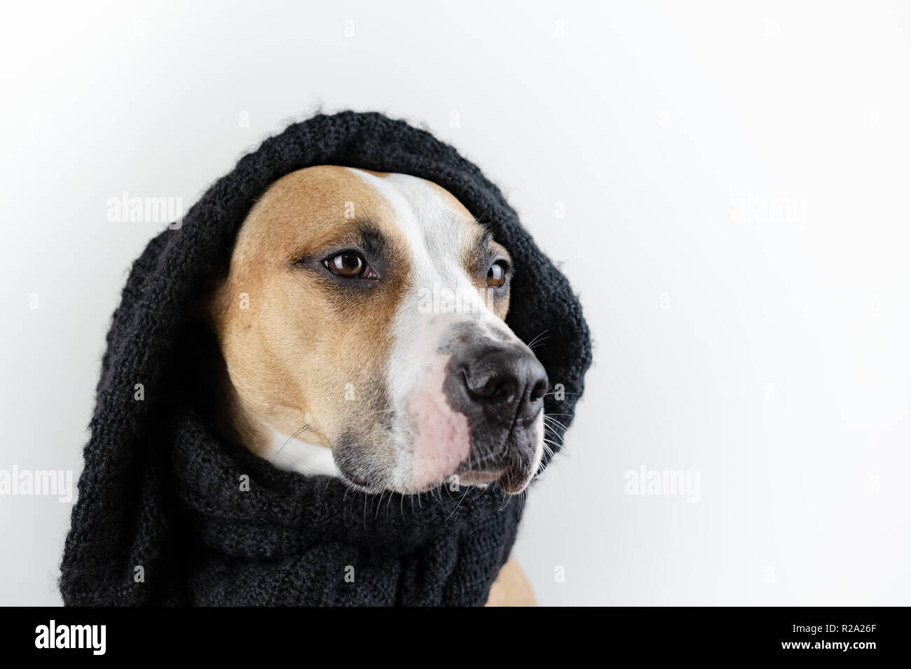 Süßer Hund in warme Kleidung Konzept. Schöne Staffordshire Terrier Welpen in schwarz Schal im Studio Hintergrund Stockfoto