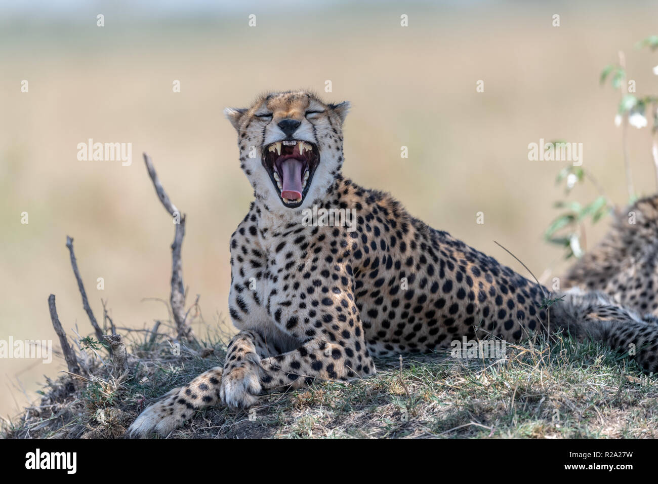 Gepard (Acinonyx jubatus) in Kenia, Afrika Stockfoto