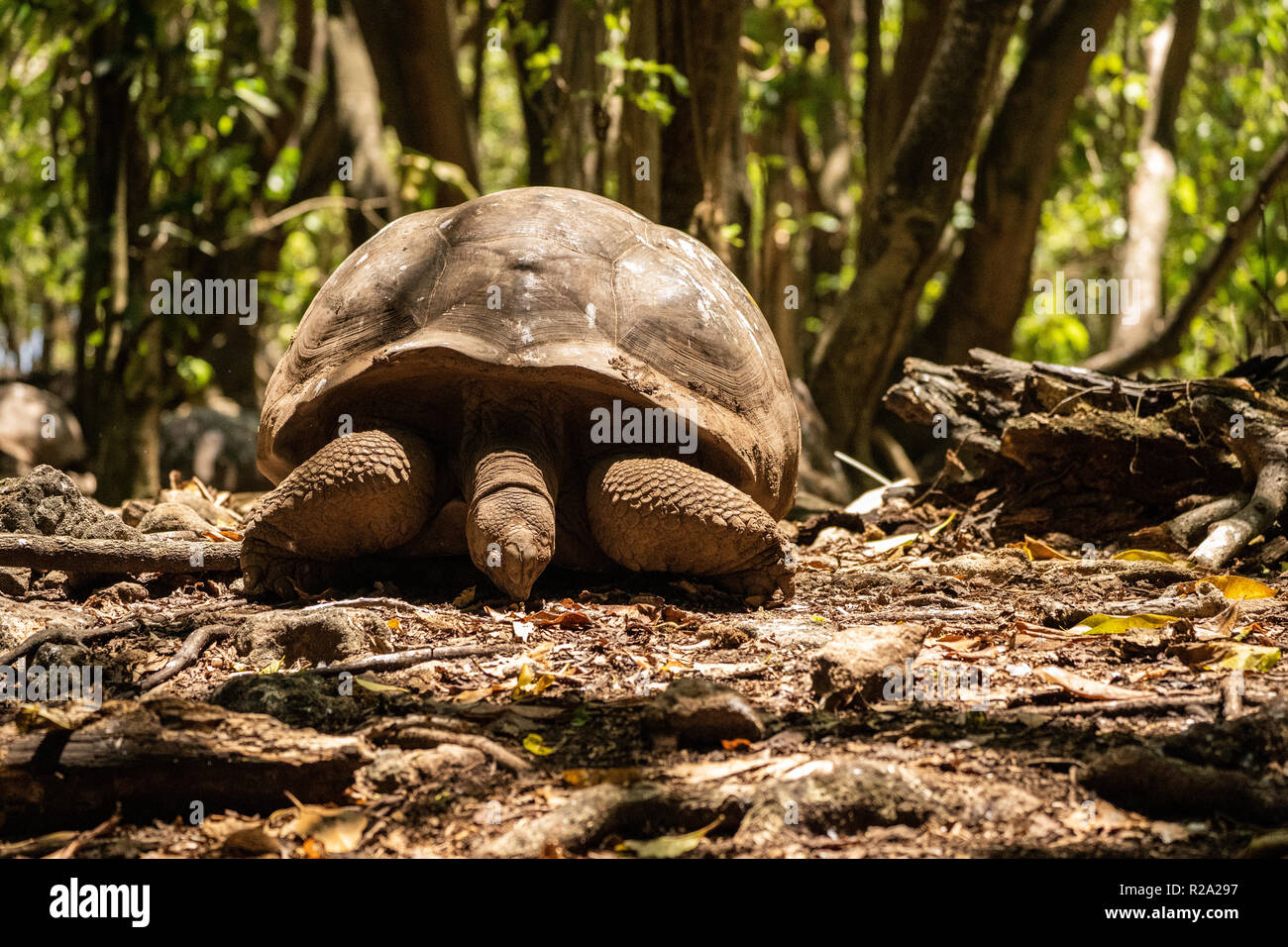 Eine Riesenschildkröte Seychellen Stockfoto
