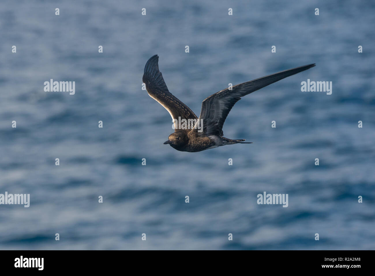 Seychellen Tern im Flug Stockfoto