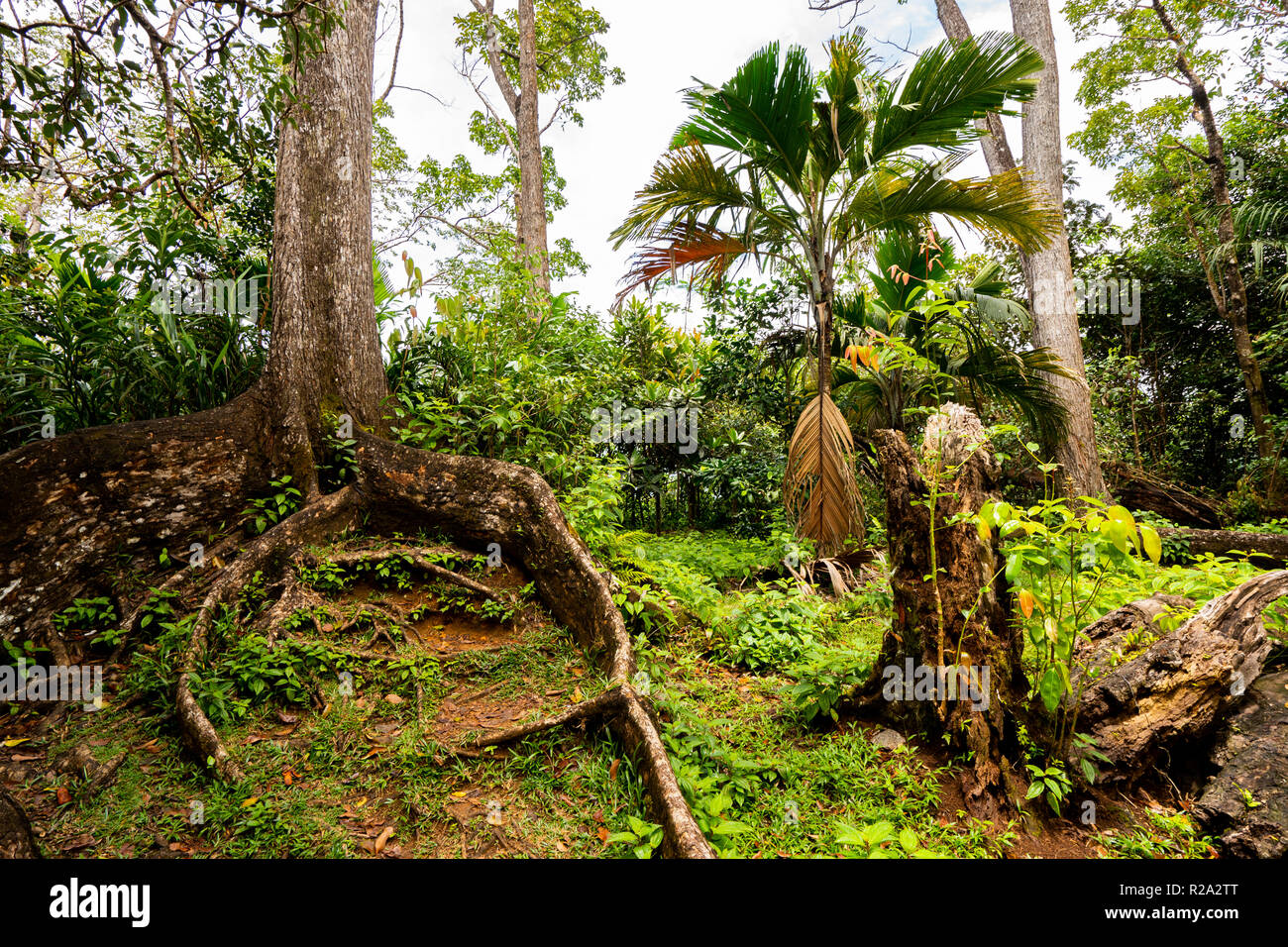 Tropischer Regenwald, Nationalpark Morne Seychelles, Mahe Island, Republik Seychelle Stockfoto