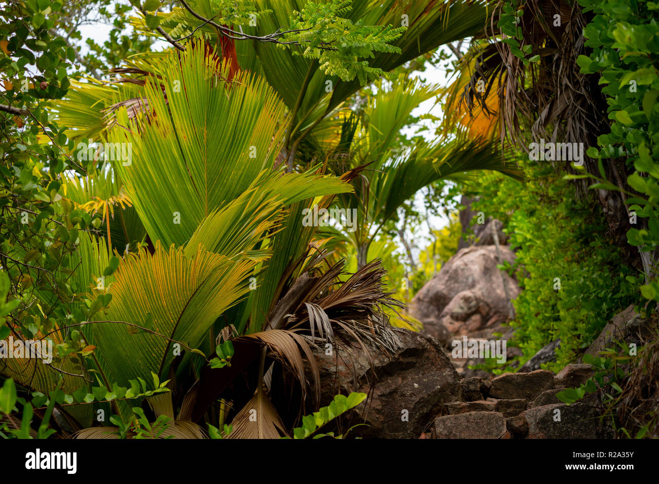 Tropische Wald in Seychellen Stockfoto