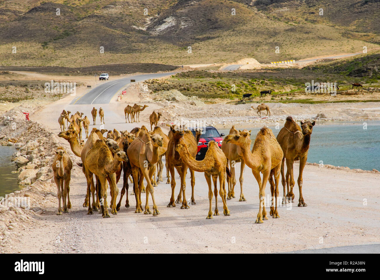 Gruppe von Camel Kreuzung Asphaltstraße in Dhofar region, Oman. Stockfoto