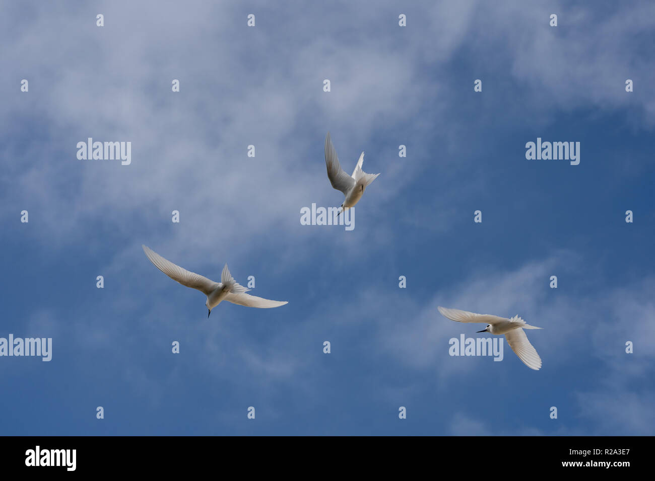 Weiß feenseeschwalbe. (Gygis alba) Seychellen Stockfoto