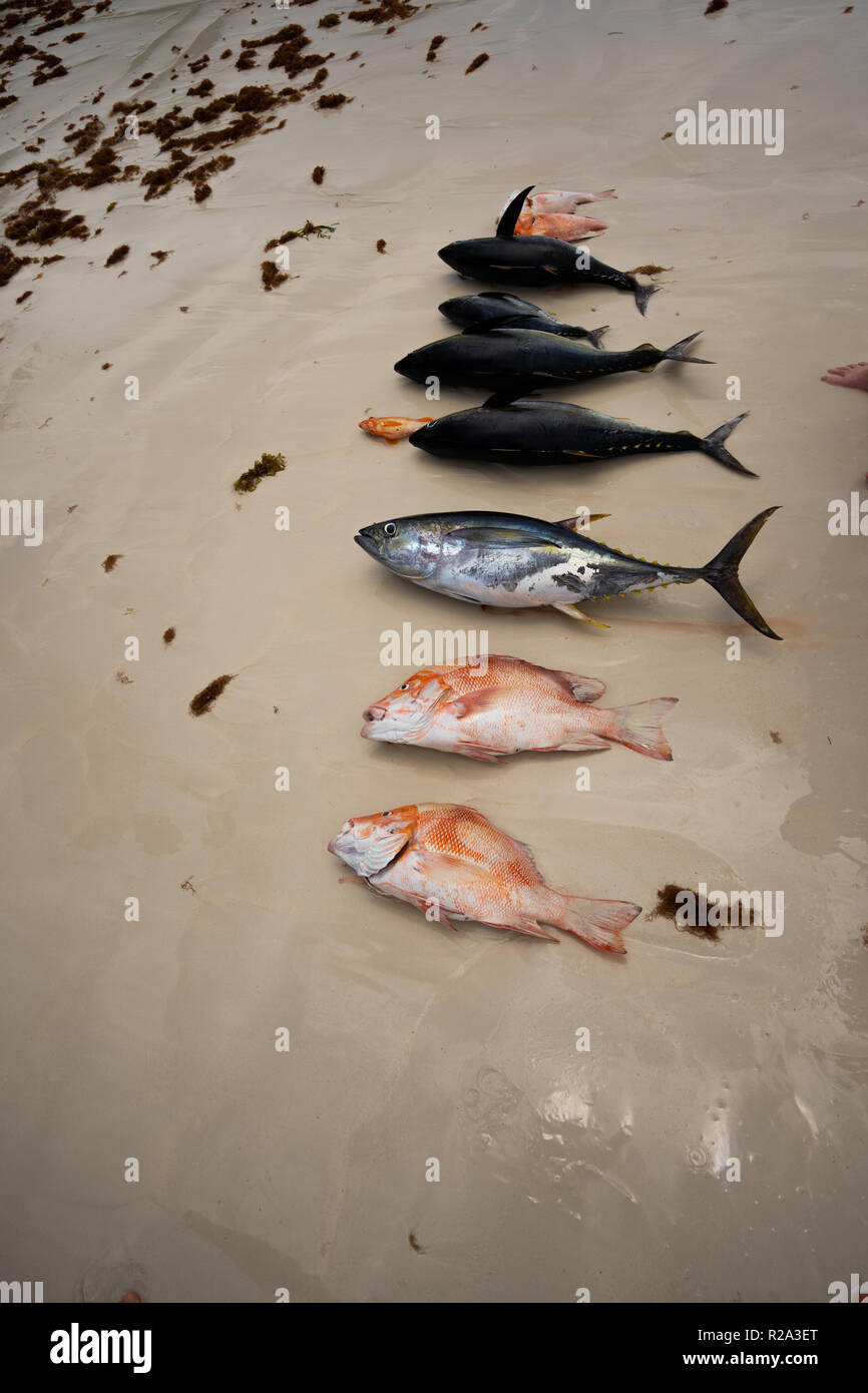 Seychellen Fisch am Strand Stockfoto