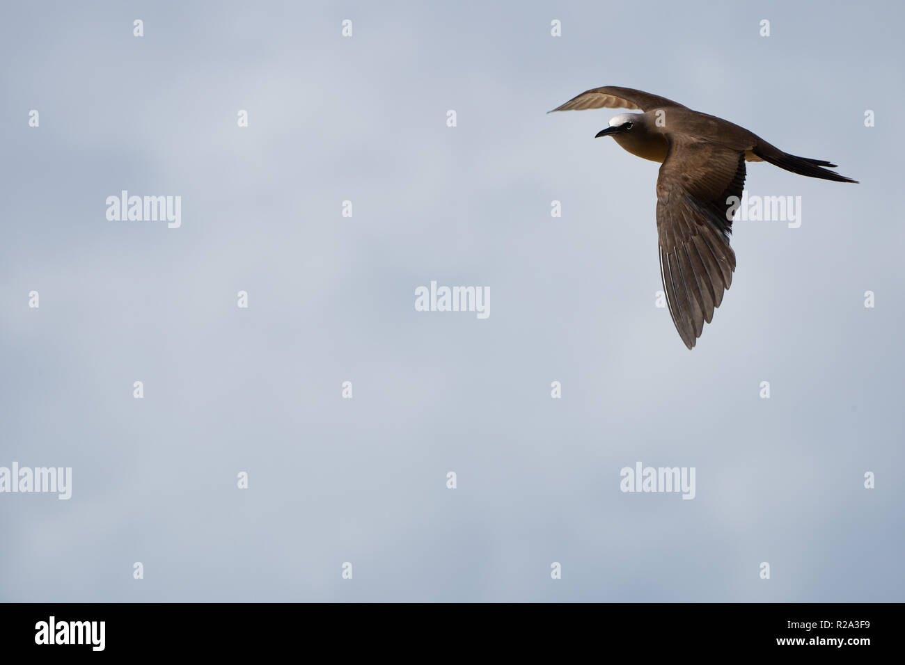 Weniger Noddy Stockfoto