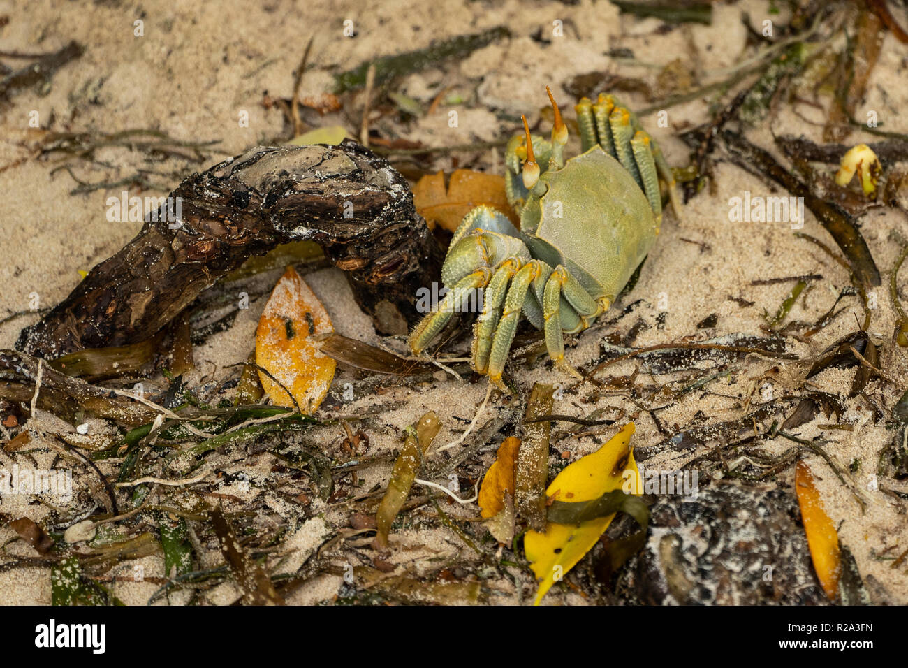 Seychellen Ocypode Ceratophthalmus auch genannt Ghost Krabben Stockfoto