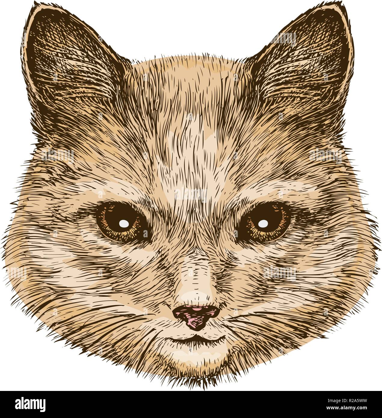 Porträt einer flauschige Katze. Vintage Vektor-illustration Skizze Stock Vektor