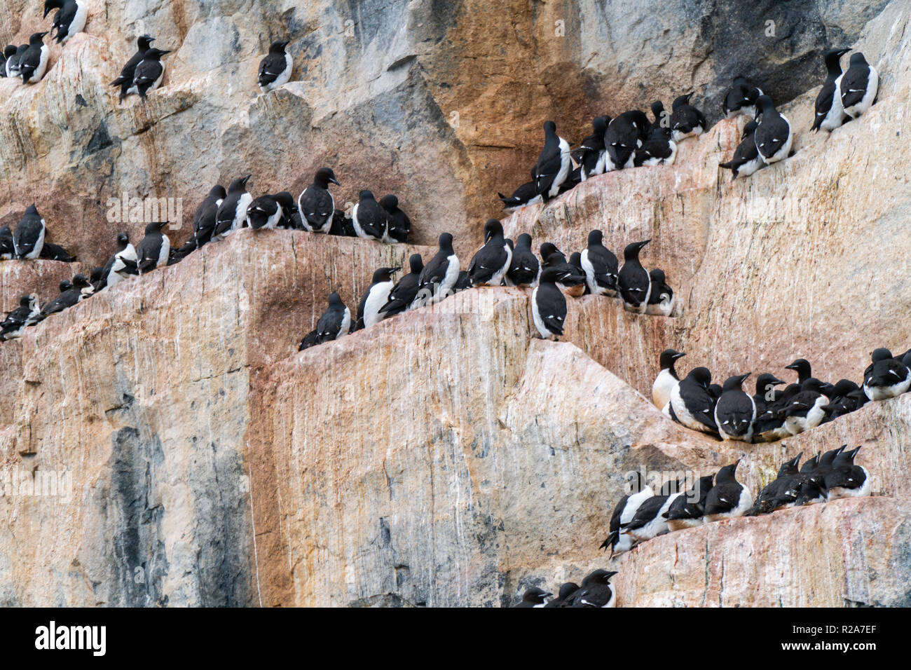 Kolonie von Thick-billed murre oder Brünnich's Trottellumme (Uria lomvia), Spitzbergen Stockfoto