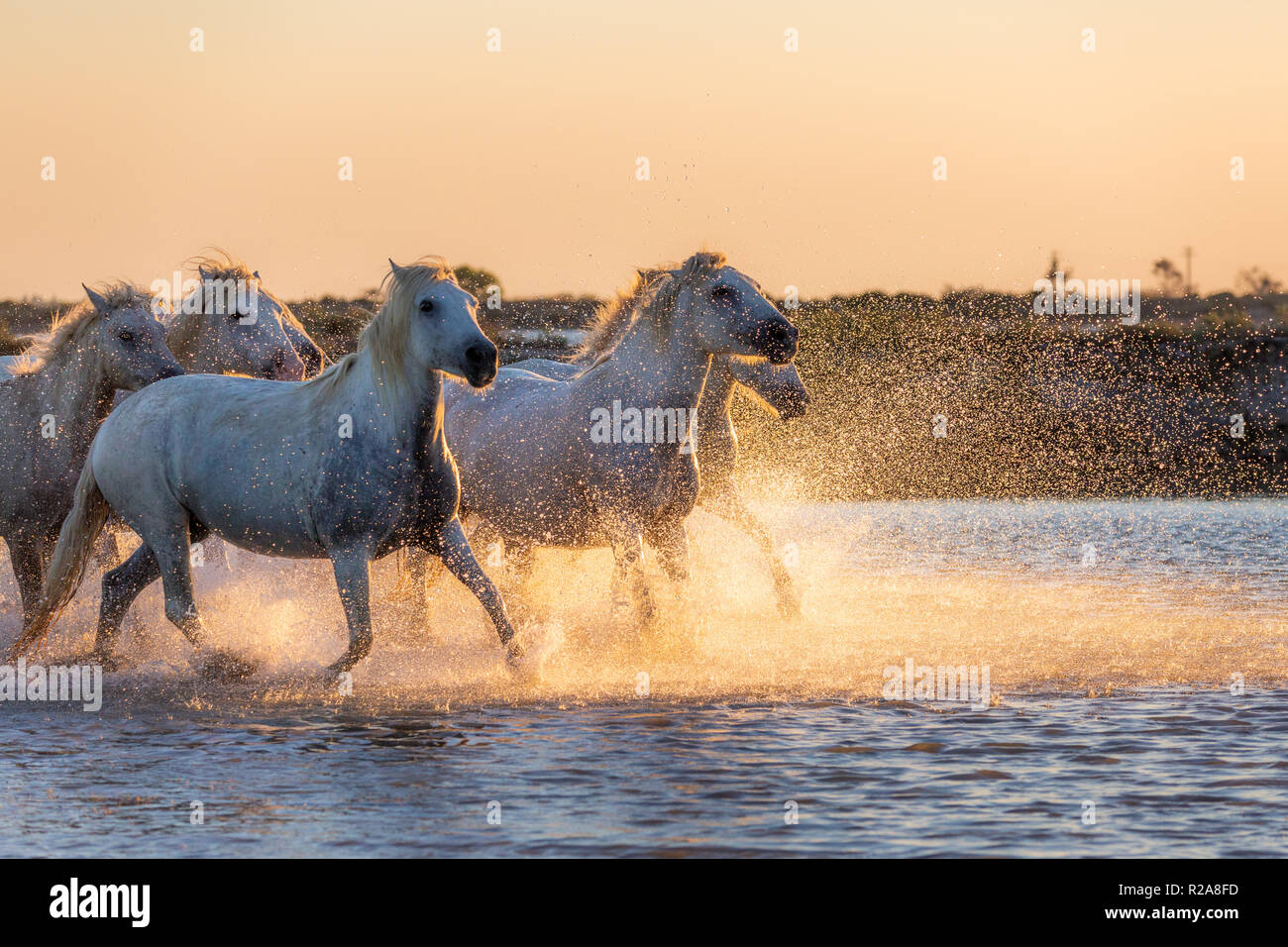 Weiß wilde Pferde der Camargue läuft bei Sonnenuntergang auf Wasser, Aigues Mortes, Südfrankreich. Stockfoto