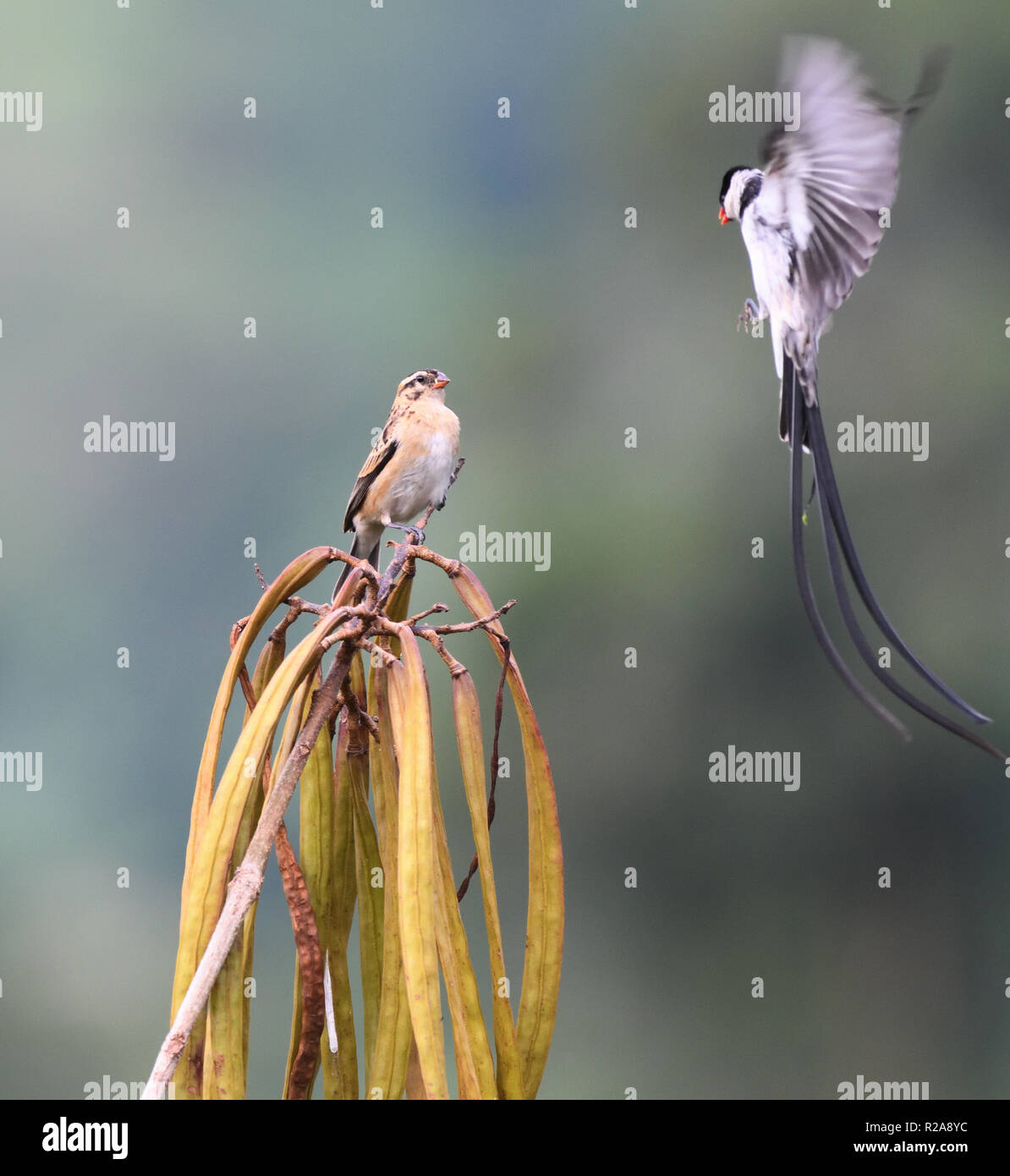 Eine pin-tailed whydah (Vidua macroura) in herrlichen schwarzen und weißen Zucht Gefieder zeigt auf eine unscheinbare Frau. ). Bwindi Impenetrable Na Stockfoto