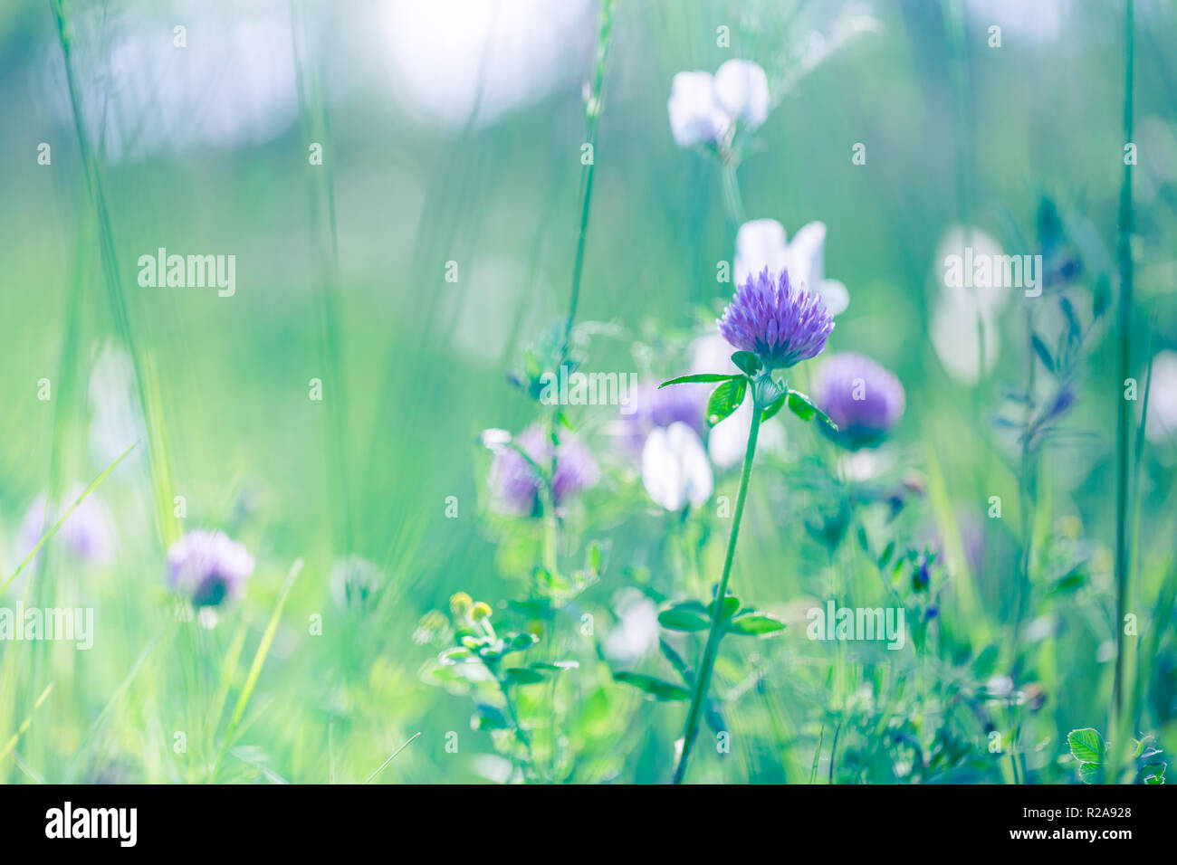 Abstrakte Natur Blumen und Wiese, Sonne über Frühling Sommer Nahaufnahme Hintergrund. Hell Blau und Grün mit lila Blüten Stockfoto
