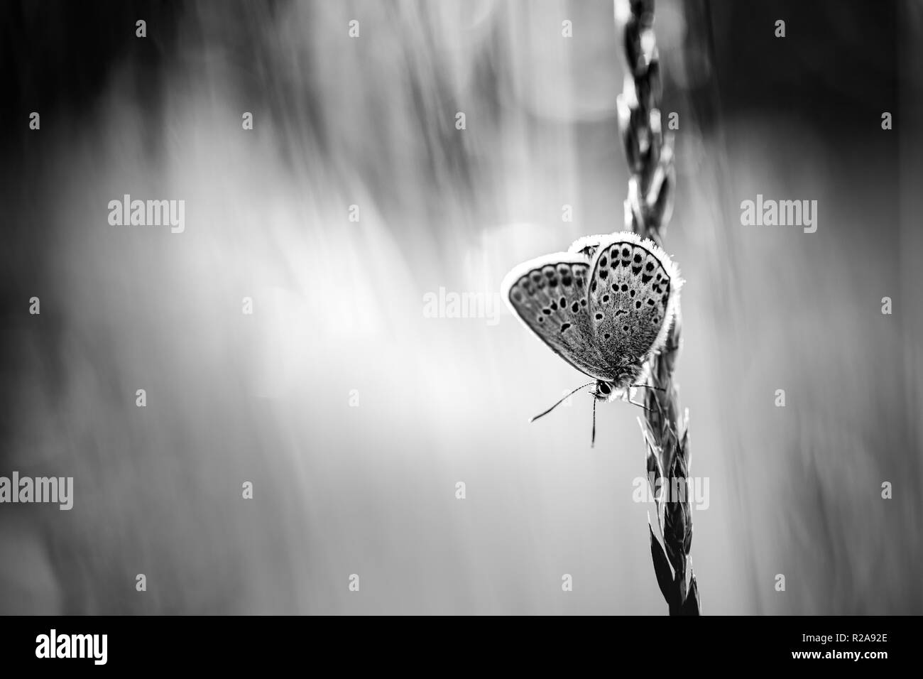 Friedliche natur sommer wiese Helle Blüten in grünem Gras Hintergrund. Stockfoto