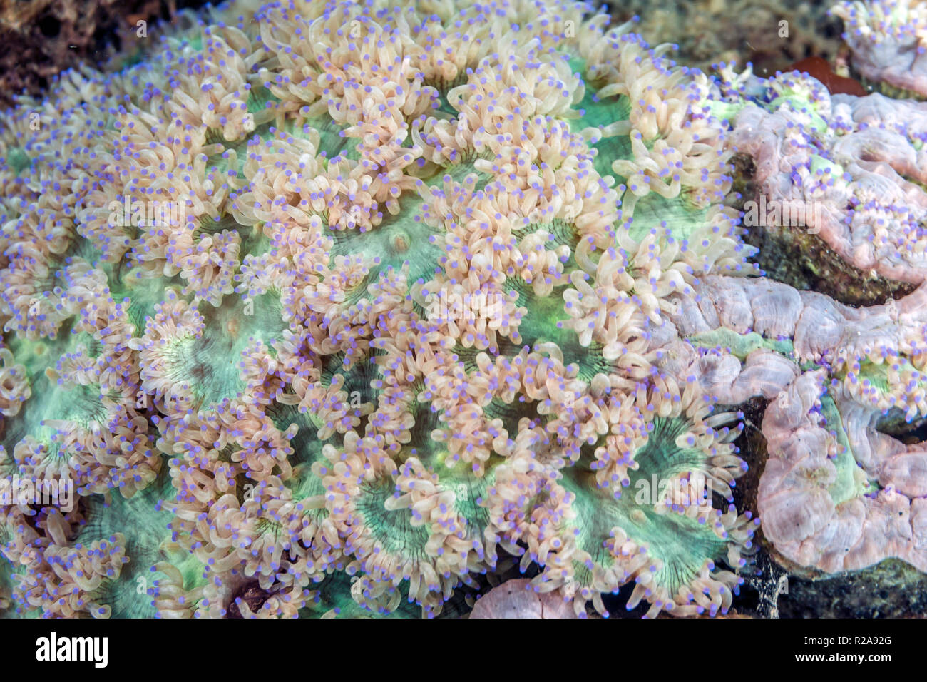 Corallimorpharia ist ein Auftrag der marine Nesseltiere eng mit steinigen oder Riffbildende Korallen, Scleractinia Stockfoto