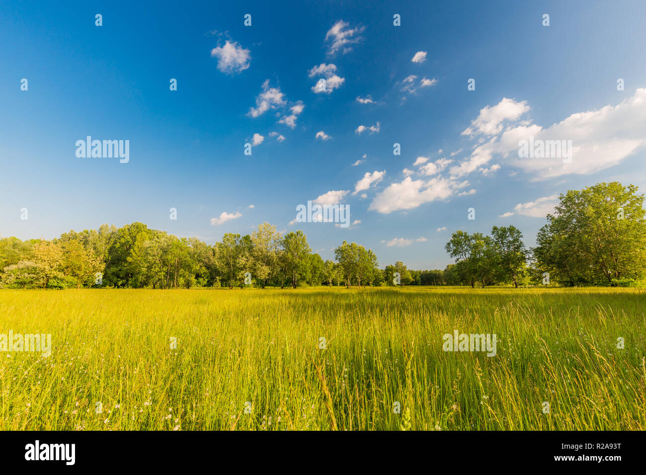 Wiesen mit Wolken und Sonne und die Bäume im Hintergrund. Idyllische Frühling Sommer Natur Landschaft, Ökologie und Ruhe in der Natur. Schöne Natur Stockfoto