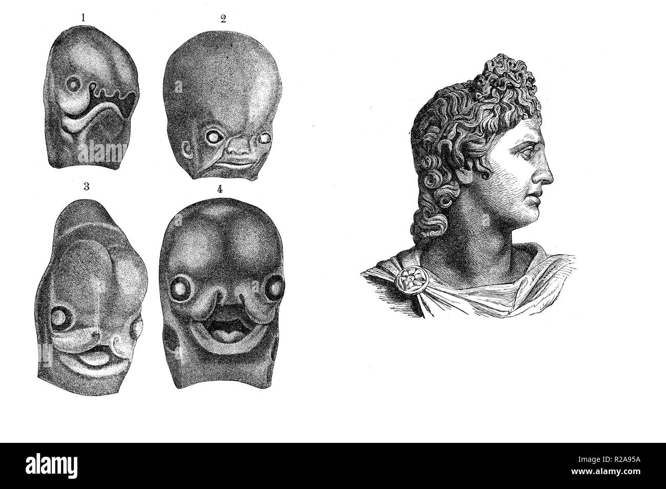 Jahrgang Illustration, menschlichen Fötus Gesicht Entwicklung von 3D zu 3D-Monat, Vergleich mit Apollo Gott klassischen Profil Stockfoto