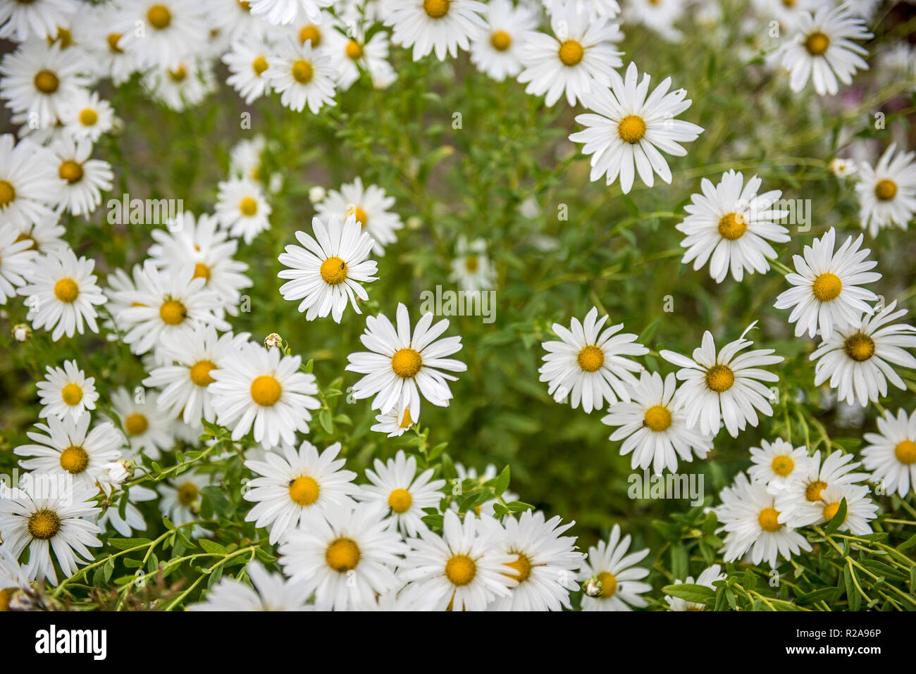 Marguerite Blumen Blüten Stockfotografie - Alamy