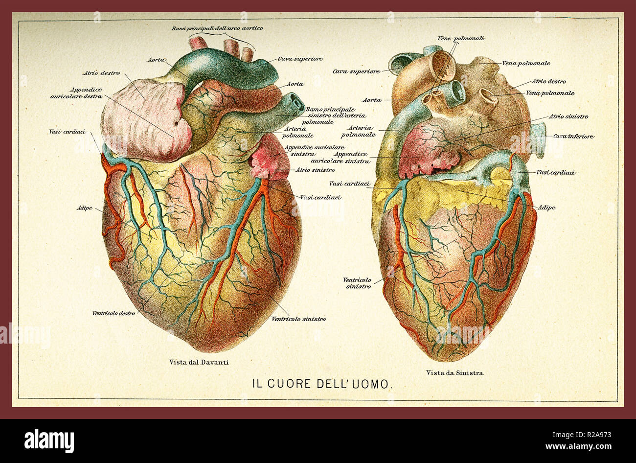 Vintage Farbtabelle für Anatomie der menschlichen Herzen mit anatomischen Beschreibungen in Italienisch Stockfoto