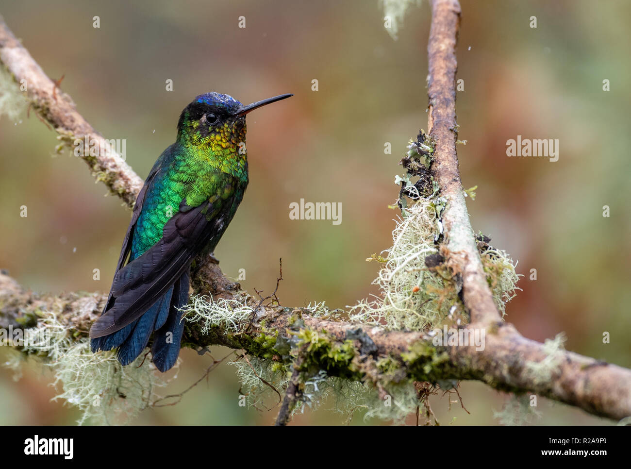 Kolibri in Costa Rica Stockfoto