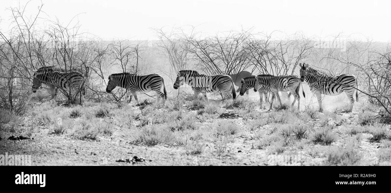 Eine Herde von Ebenen Burchells Zebra (Equus quagga) Kopf auf das wasserloch am frühen Morgen Staub im Etosha, Namibia. Stockfoto