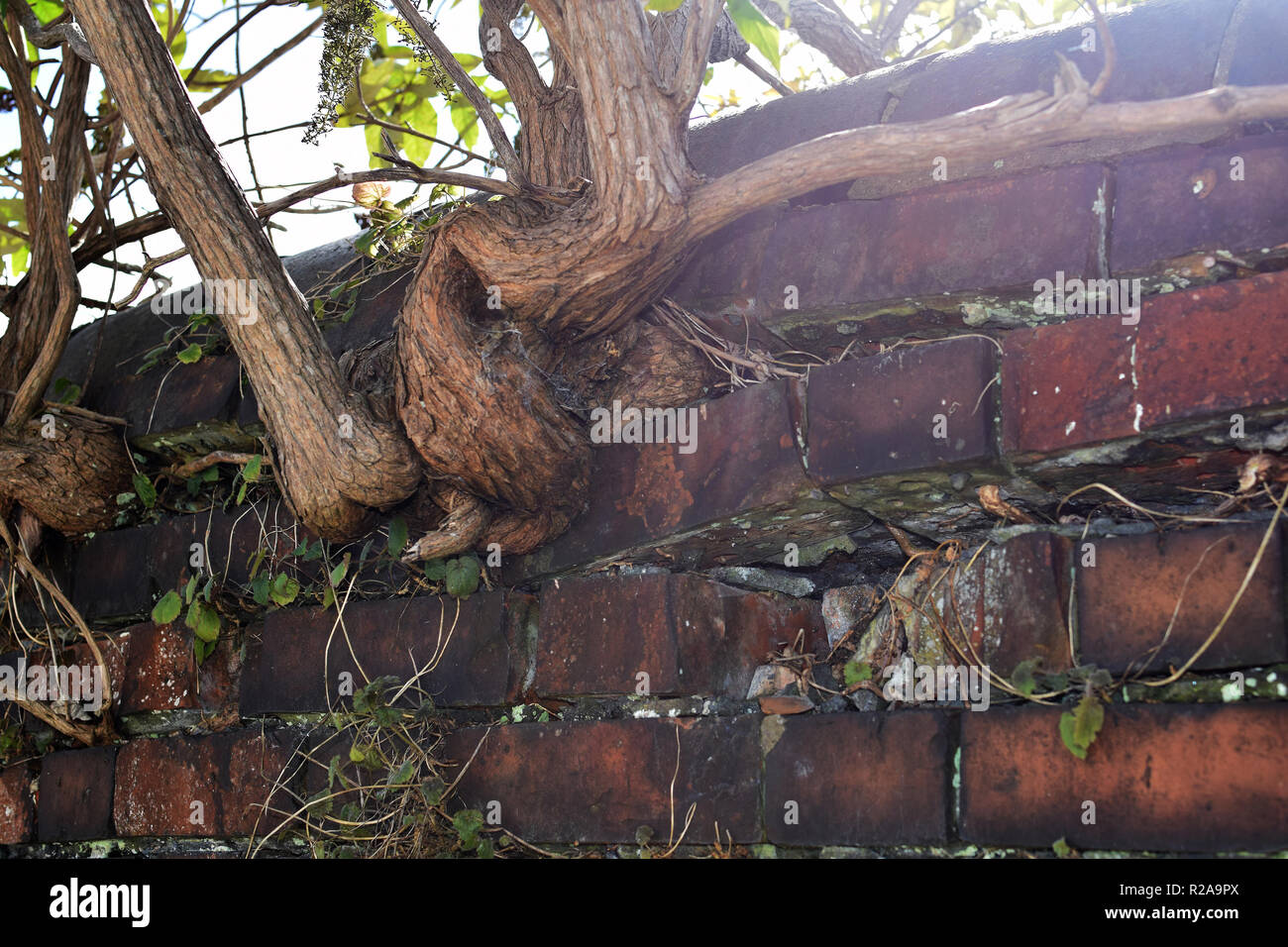 Sommerflieder auf Mauerwerk Nummer 3709 Stockfoto