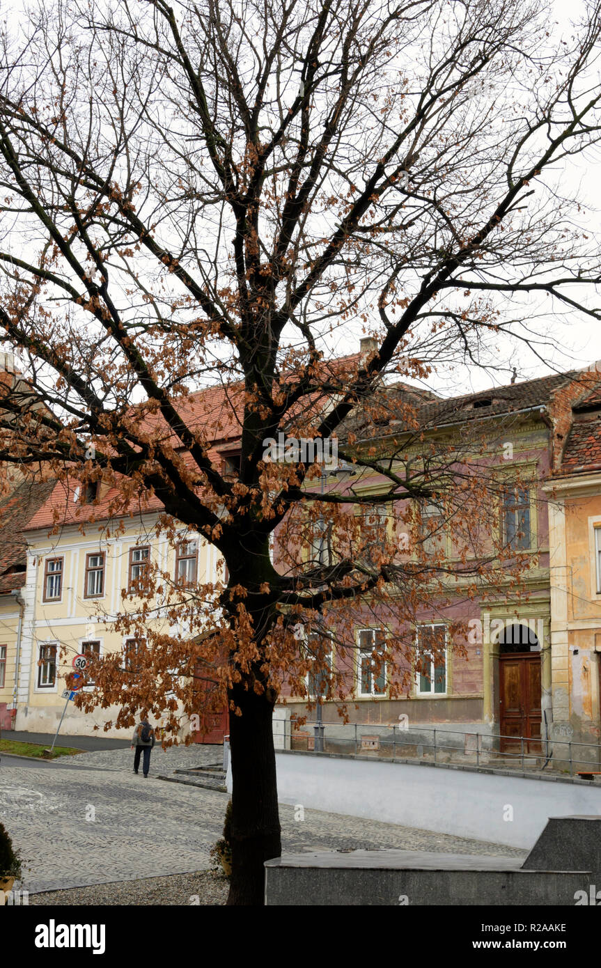 Eine schöne Winterlandschaft mit einem Baum an einem kleinen Platz in der Altstadt von Sibiu/Hermannstadt, Rumänien Stockfoto