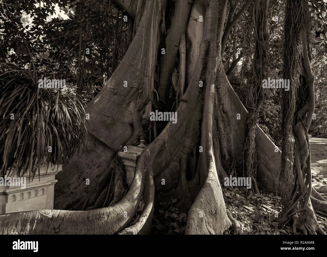 Ficus macrophylla, Botanischer Garten, Palermo, Sizilien, Italien Stockfoto