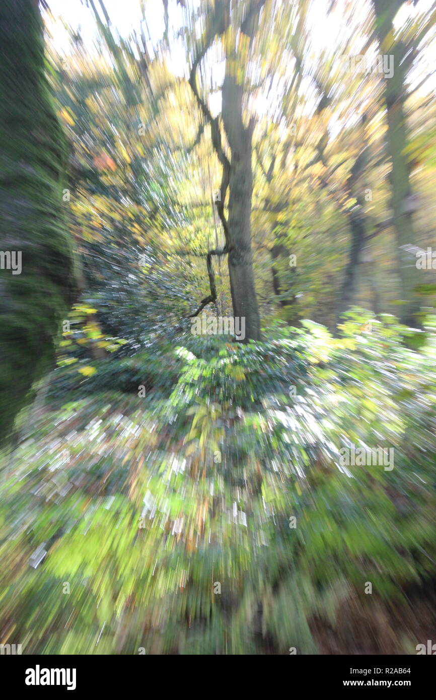 Woodlands in Yorkshire im Herbst in der Nähe von Selby North Yorkshire, Großbritannien Stockfoto