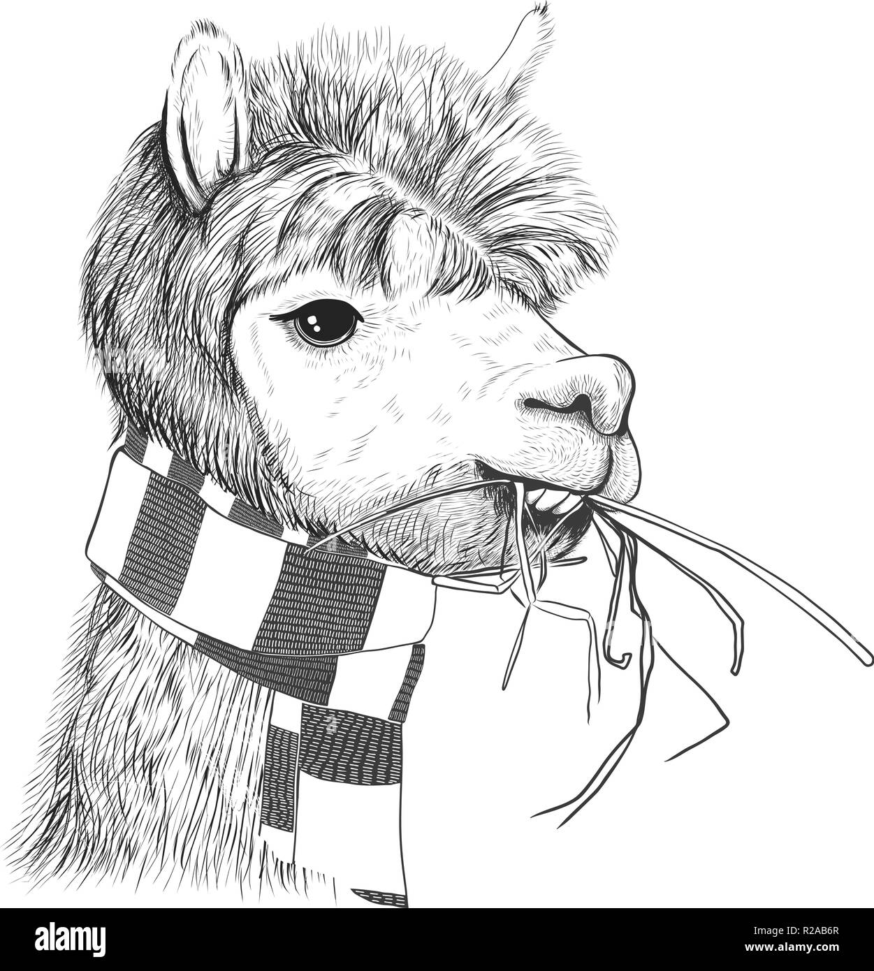 Portrait von Alpakas, Lamas. Lama in einen Schal. Skizze Stock Vektor