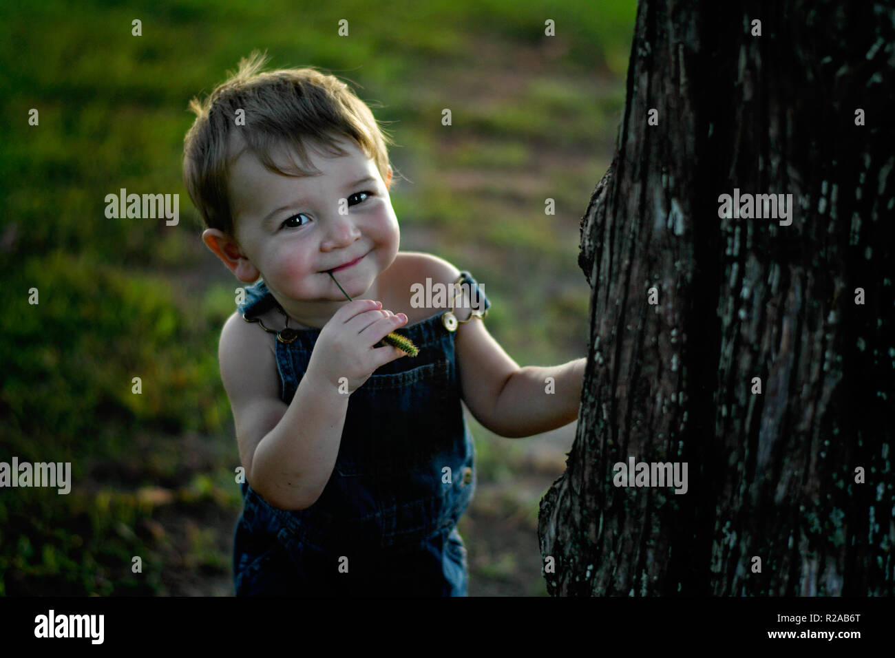 Little Boy tragen Overalls Portrait mit einem Fuchsschwanz Unkraut in seinem Mund Stockfoto