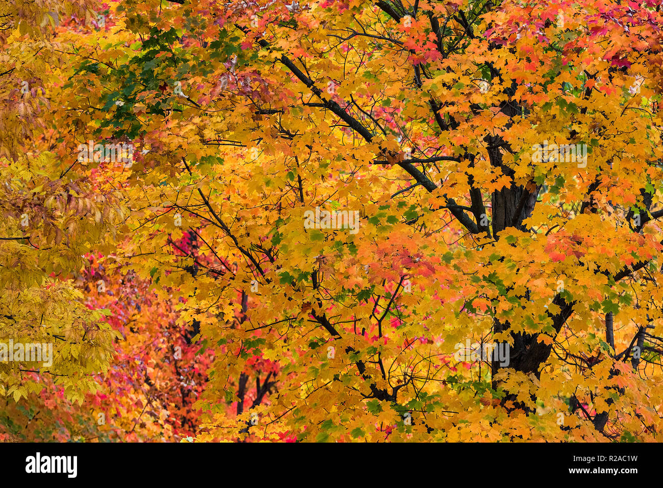 Herbst Ahorn Baum an der Spitze Farbe, Vermont, USA. Stockfoto