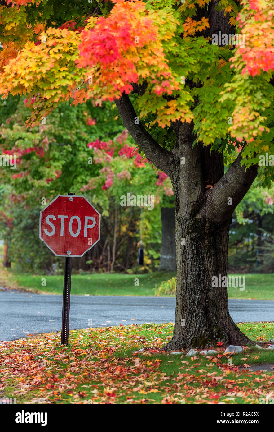 Herbst Baum- und STOP-Schild, Vermont, USA. Stockfoto