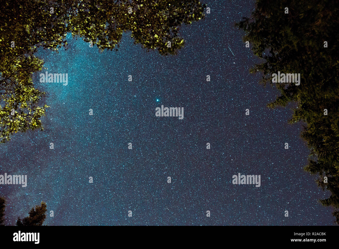 Sternenhimmel klare Nacht in Kielder Forest Öffnung zwischen Bäumen Stockfoto