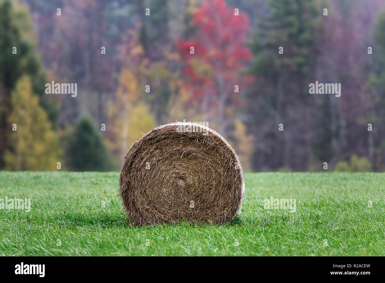 Heu Ballen in Bauernhof Feld, Bristol, Vermont, USA. Stockfoto