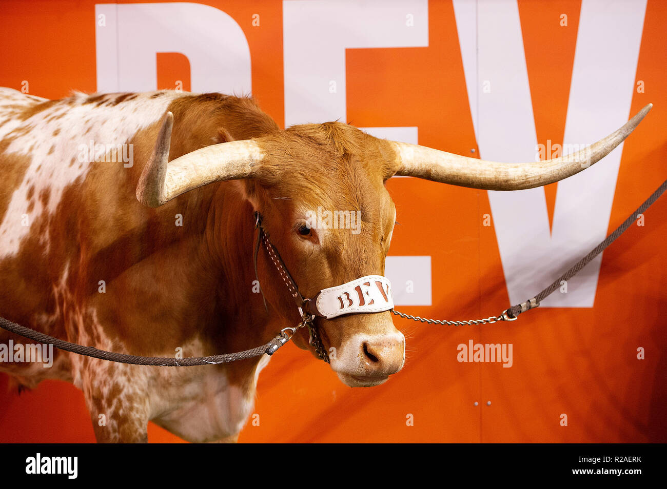 Austin, TX, USA. 17. Nov, 2018. Bevo Longhorns Maskottchen in Aktion während der NCAA Football Spiel zwischen Iowa Zustand bei Darrell K. Royal Texas Memorial Stadium in Austin, TX. Mario Cantu/CSM/Alamy leben Nachrichten Stockfoto