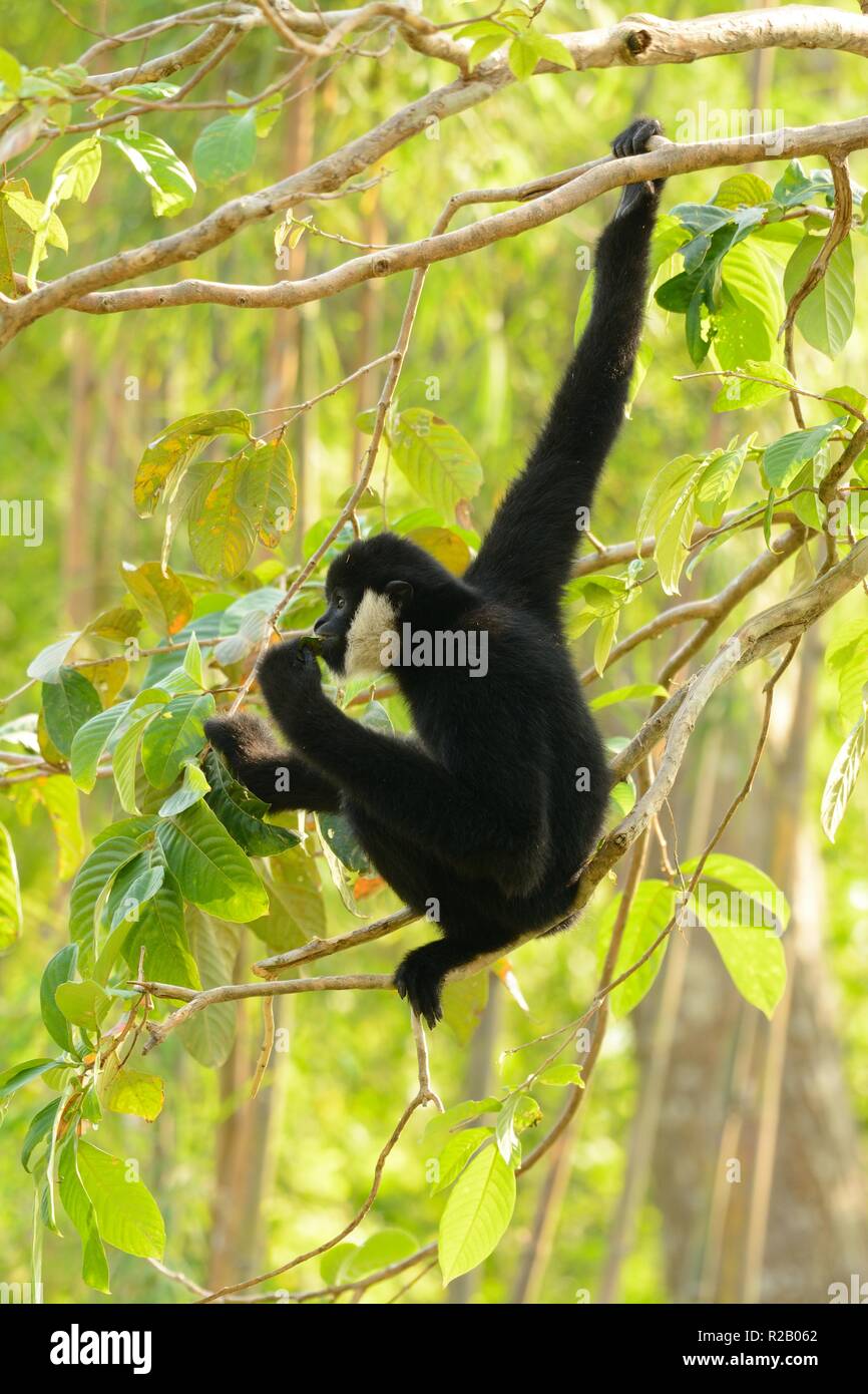 schöne weiße-cheeked Gibbon (Hylobates Concolor) auf Ast Stockfoto