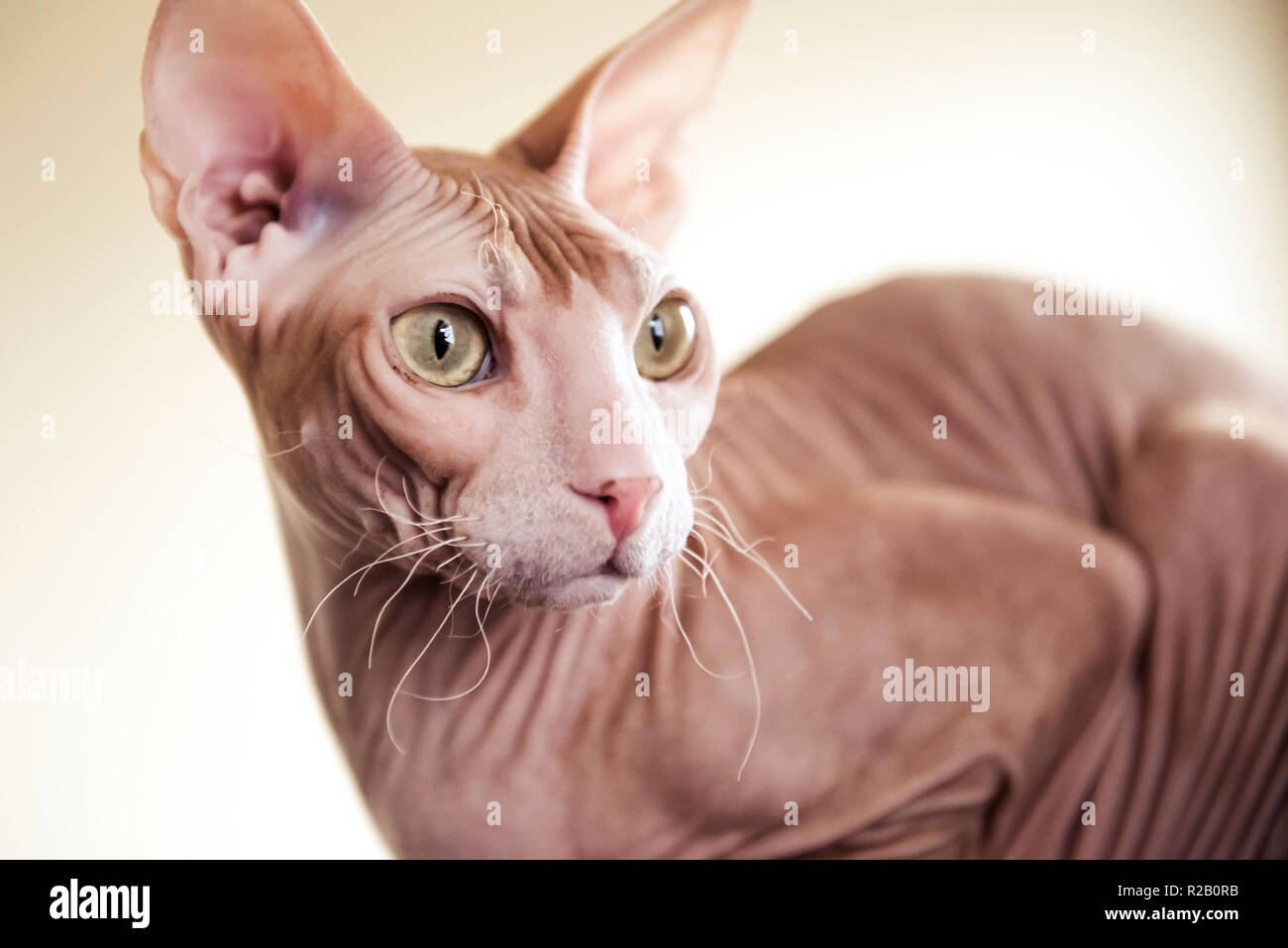 Unbehaarte Don Sphynx cat Stockfoto
