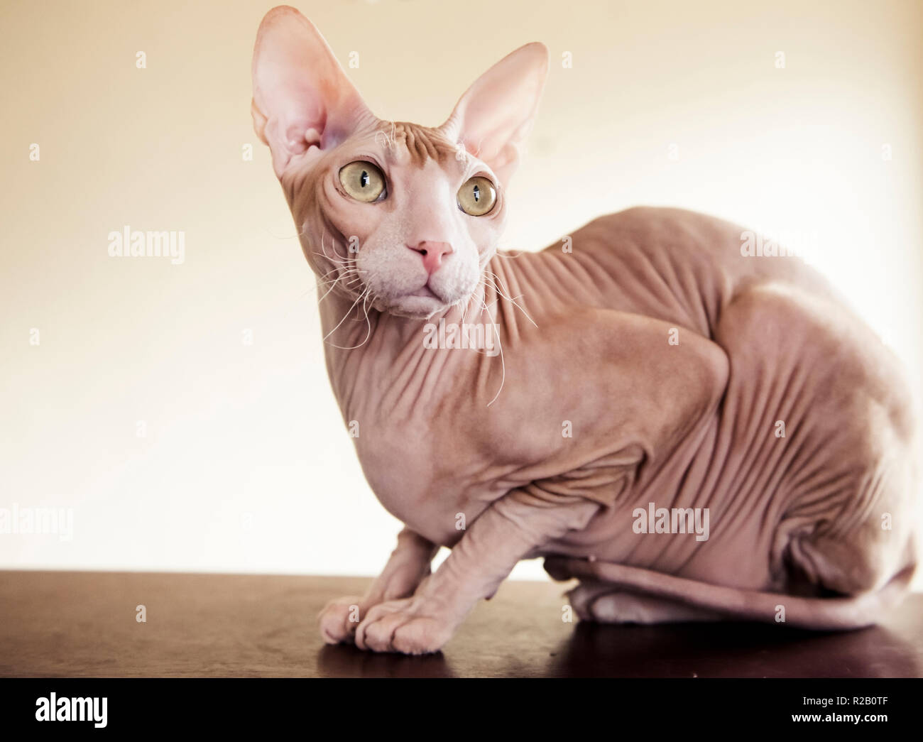 Unbehaarte Don Sphynx cat Stockfoto