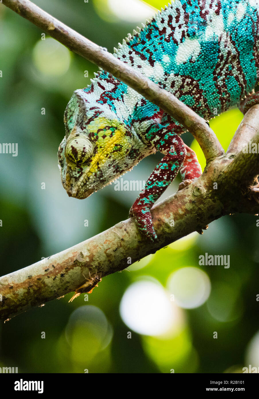 Erwachsenen männlichen Panther chameleon (Furcifer pardalis) in ihrem natürlichen Lebensraum, die Madagaskar Regenwald, lauern für Insekten zu fangen. Stockfoto