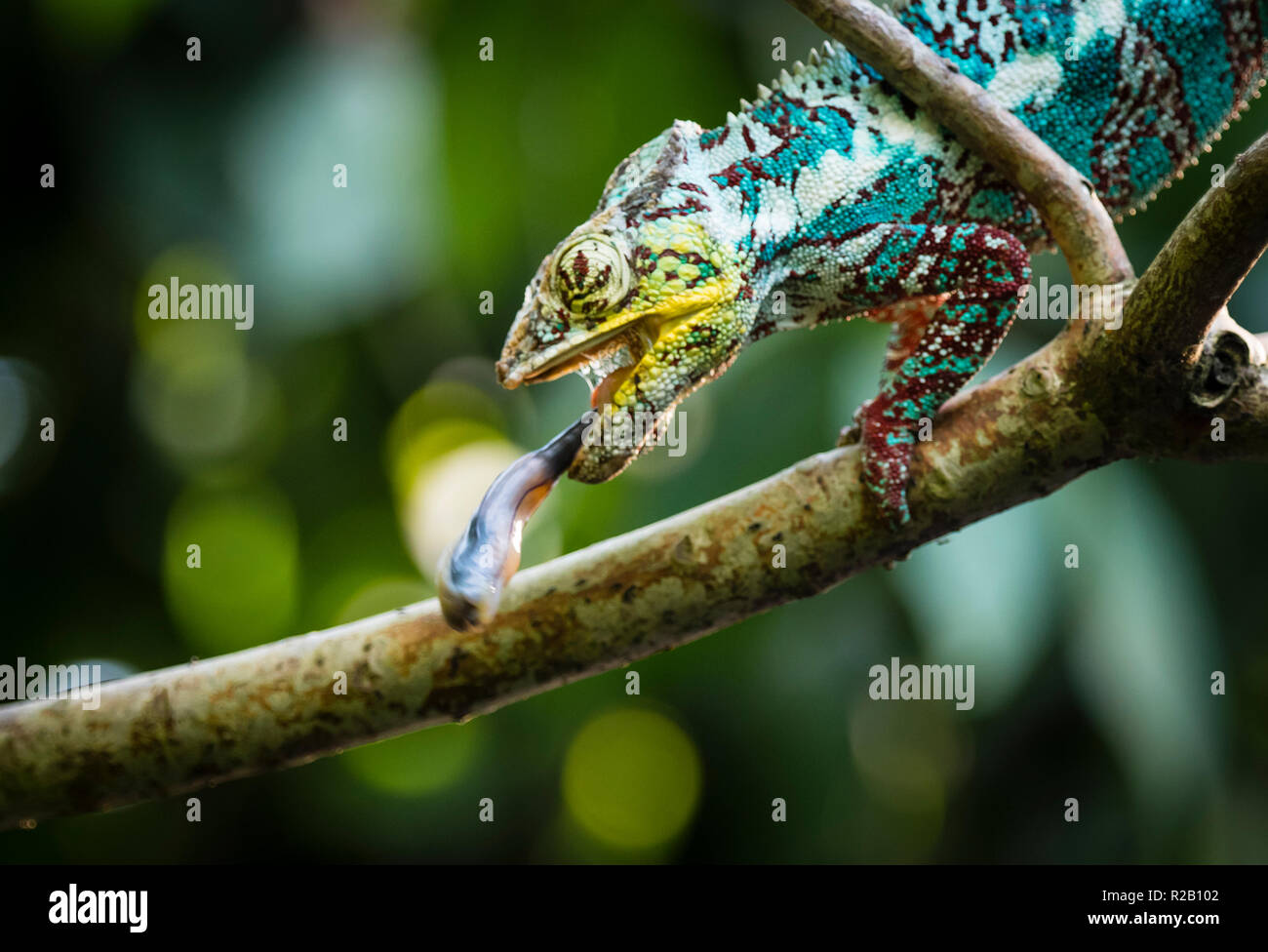 Erwachsenen männlichen Panther chameleon (Furcifer pardalis) in ihrem natürlichen Lebensraum, die Madagaskar Regenwald, Jagd ein Insekt mit seiner langen, klebrigen Zunge. Stockfoto