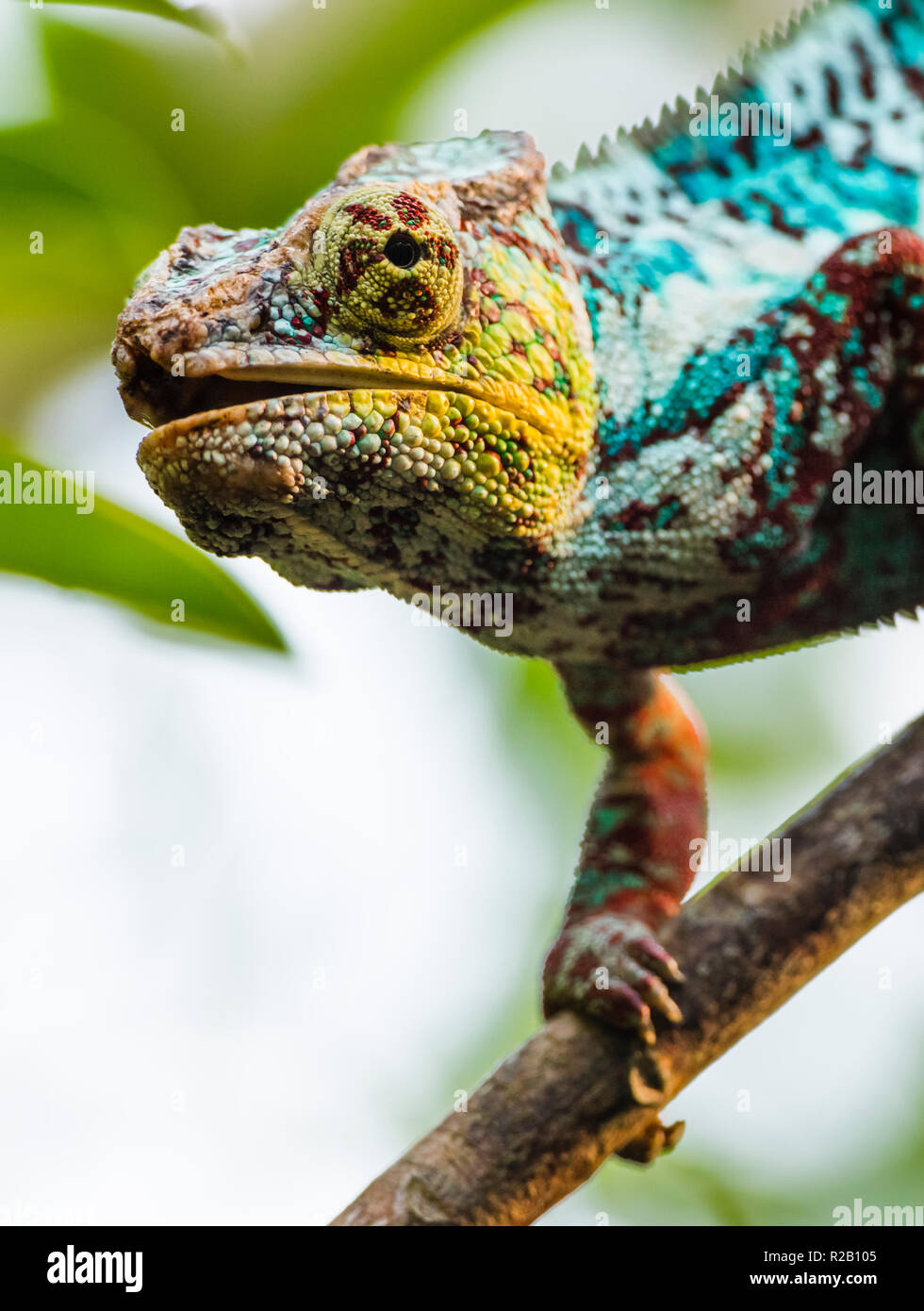 Erwachsenen männlichen Panther chameleon (Furcifer pardalis) in ihrem natürlichen Lebensraum, der Regenwald in Madagaskar. Stockfoto