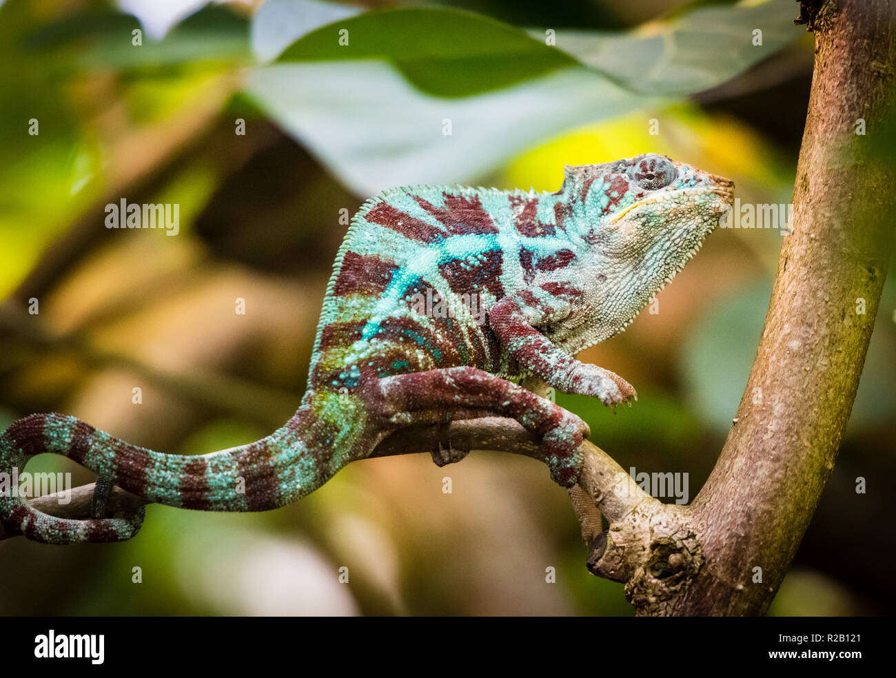 Erwachsenen männlichen Panther chameleon (Furcifer pardalis) in ihrem natürlichen Lebensraum, der Regenwald in Madagaskar. Stockfoto