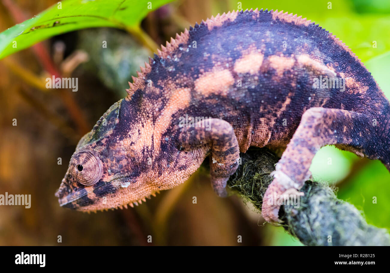 Weibliche Panther chameleon (Furcifer pardalis) in ihrem natürlichen Lebensraum, der Regenwald in Madagaskar. Stockfoto