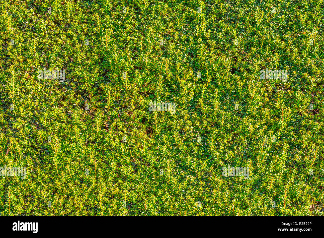 Abgeschnitten immergrünen Eiben Hecke. Stockfoto