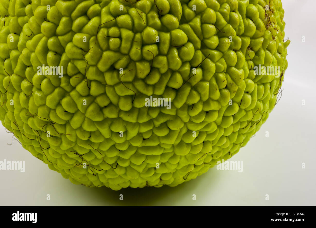Grüne Frucht maclura pomifera, osage Orange, Apple, Adam apple wachsen auf weiße Holztisch, Makro, Nahaufnahme Stockfoto